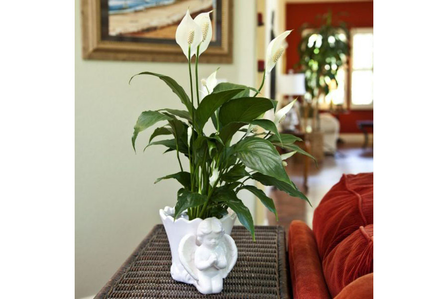 1522115559422181.jpg 除濕植物百合.jpg