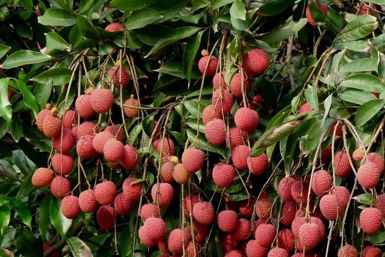 如何選擇荔枝烘干機(jī)改善荔枝干果?