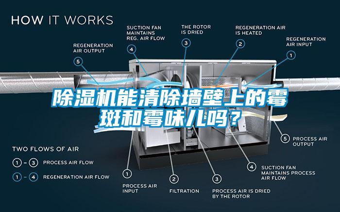 除濕機(jī)能清除墻壁上的霉斑和霉味兒嗎？