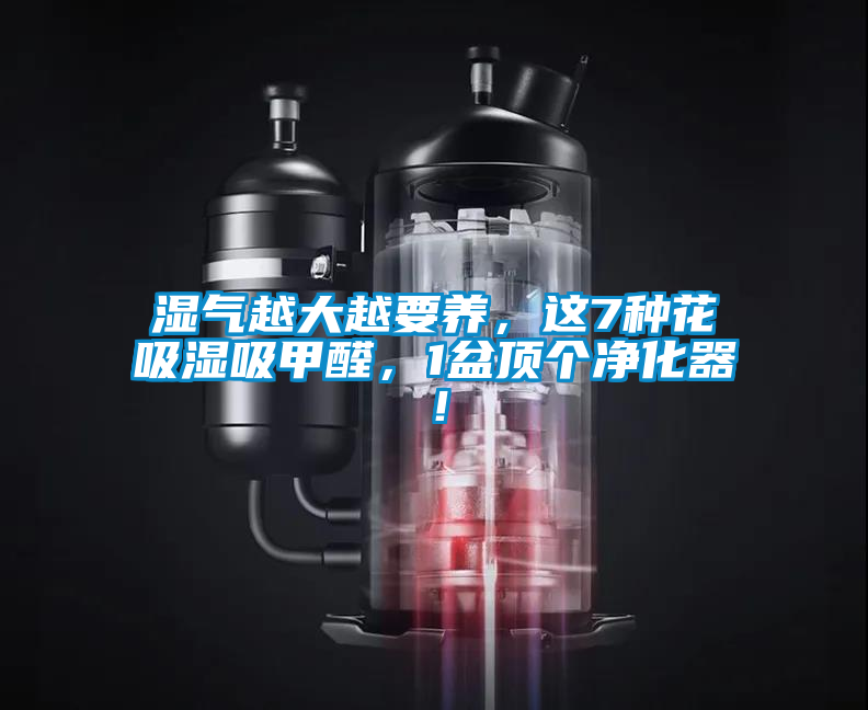 濕氣越大越要養(yǎng)，這7種花吸濕吸甲醛，1盆頂個凈化器！